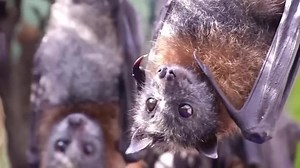 Explainer: Bats and the origin of outbreaks