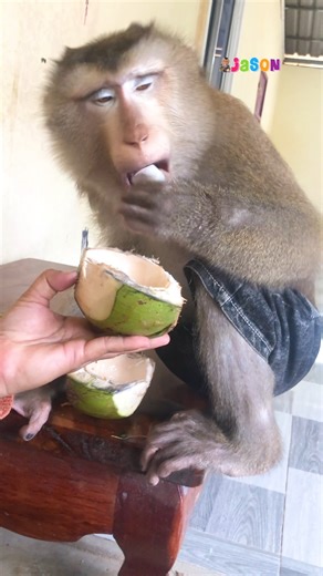 Is It Really Tasty, That Made You Jaw Drop Jason??? 😋 | Monkey Jason