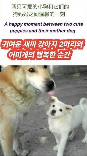귀여운 새끼 강아지 2마리와 어미개의 행복한 순간.Two cute puppies and their mother dog.#새끼진돗개#반려동물#반려견#진돗개애완동물#애완견#재미있는개.