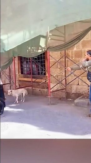 Why Use a Blower Dart Gun for Dogs? #trendingshorts