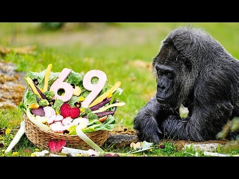 Η Γερμανία γιορτάζει τα 69α γενέθλια του γηραιότερου γορίλα σε ζωολογικό κήπο