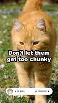 Best Feeding Schedule for Kittens & Adult Cats! 🐱🍽️ #CatNutrition #PetCare