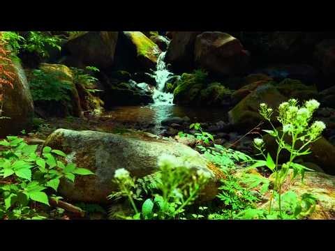 Hidden Forest Creek Sounds 🌿 Gentle Flowing Water for Deep Sleep, Relaxation & Focus 3 Hours