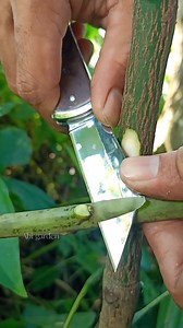 Budding method #budgrafting #budding #graftingtechniques #mangografting #gardening | Abi Garden