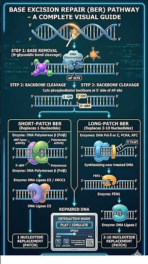 Base Excision Repair (BER) Visual Guide | DNA Repair | CUET PG