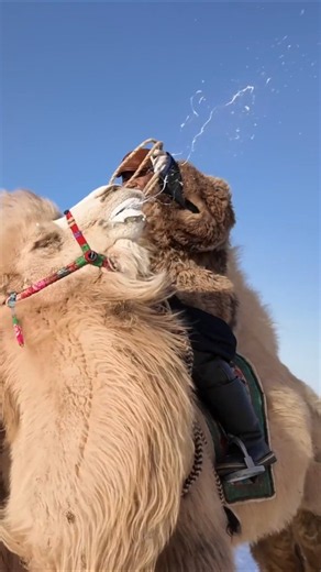 Why camels secret Pheromones which acts as biological marketing