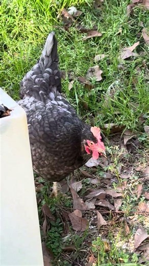 This is why you should always count your chickens. Once they hatched of course. #stayhappyyall