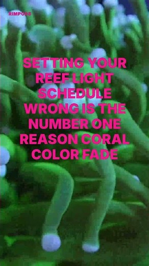 How to Set Reef Light Schedule for Best Coral Color