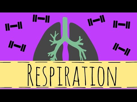 Respiration - Aerobic and Anaerobic Respiration - GCSE Biology