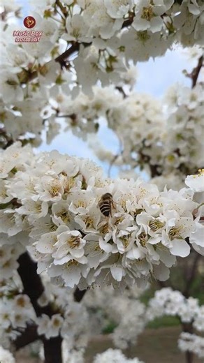 Take Me Home Country Roads – Emily Linge 🎵 The Voice That Stops You Scrolling #shorts