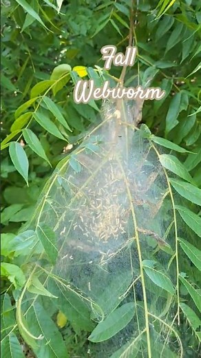 Native Fall Webworm, not harmful to larger healthy trees #nature