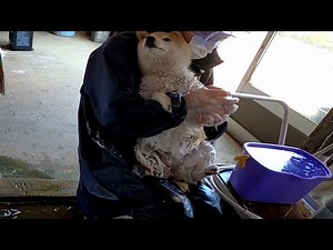 続・参考にならない柴犬の洗い方