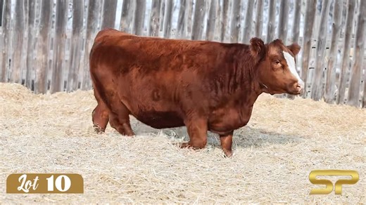 SimPower Videos Dec 5/25 Olds,AB JRCC Jaycee’s Ori 444M Catalogue www.bohrson.com | Yellow Rose Cattle / Hampton Simmentals / JR Cattle