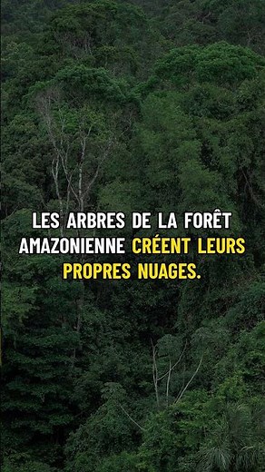 🌿 Les arbres de la forêt amazonienne créent leurs propres nuages. #Shorts