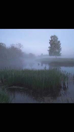 Pure Imagination - Fiona Apple Lyrics | Music Video