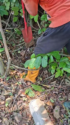 ROLES OF A SITE SUPERVISOR The site supervisor plays one of the most important roles on any construction project. He ensures that the work done on site follows the drawings, specifications, and standards set by the engineer or architect. Here are the key responsibilities of a site supervisor 👇 Daily Site Inspection He monitors all activities on site to make sure workers are doing the right thing at every stage, from excavation to finishing. Quality Control He checks materials before use and ens