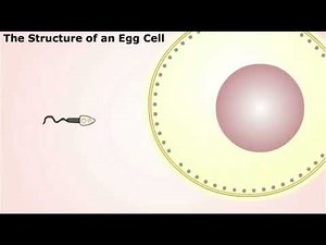 Introduction to Animal Development