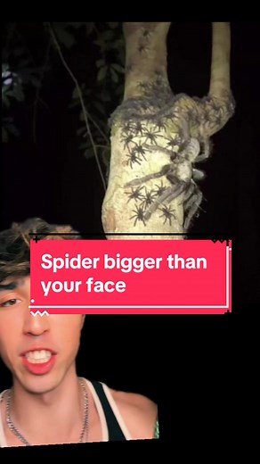 Overcoming Arachnophobia: Send this to someone afraid of spiders 😳