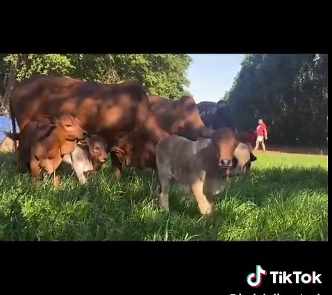 Boran Cattle Grazing in South Africa