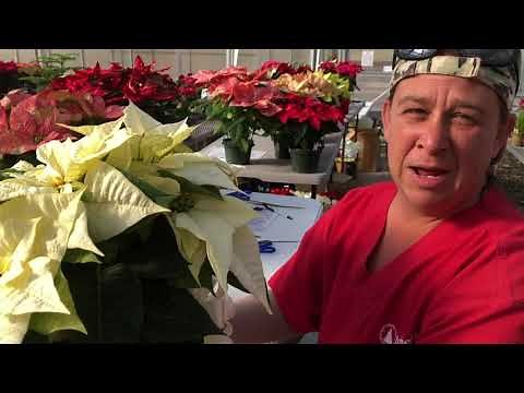Poinsettia Care and How to Keep Them Alive Year to Year