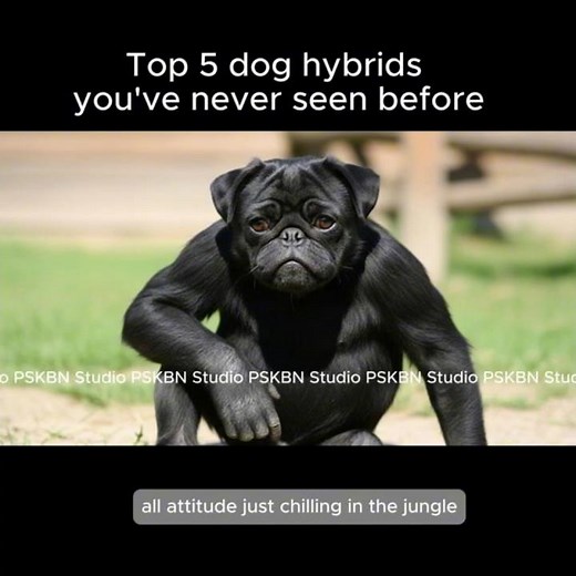 Top 5 FUNNIEST Dog Hybrids That Will Make You LAUGH
