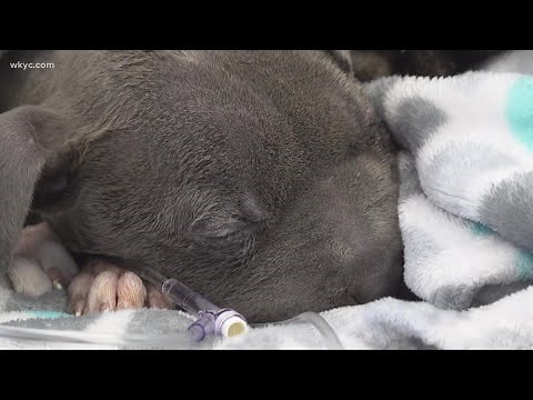 'Miracle' dog recovering after left for dead in Cleveland