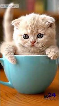 UNE TASSE DE DOUCEUR: L'IRRESISTIBLE REGARD D'UN MINI CHAT #Minichat #Animal #Shorts #Viral