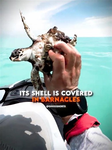 Rescuing a Sea Turtle From a Shell Full of Barnacles ❤️‍🩹