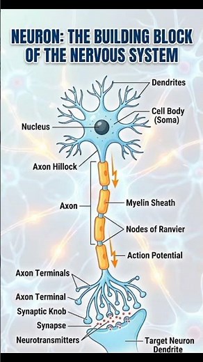 How Do Neurons Work? Action Potential, Neurotransmitters & Synaptic Transmission Explained
