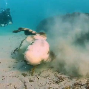 41K views · 114 reactions | Love, exciting and new... Shark mating doesn’t happen without a few new scars.  IG: @goldcoastunderwater | Sharks 360 | Facebook