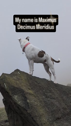 I just had to have a go, I just love these "My name's Jeff" reels 🤣😆 #mynamesjeff #funnydogvideo #funnydogs #funnydogsofinstagram #funnyanimals #funnydogvideos #staffymoments #staffysmile #staffycross #staffy | The Caring Canine Coach - Certified Canine Behaviourist