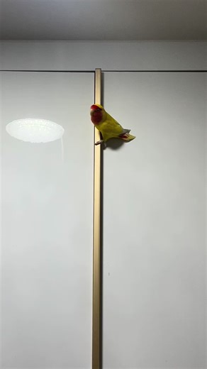 Watch This Bird Slide Down the Pole!