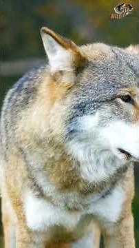 Northwestern Wolf Why Do All Animals Fear This Apex Predator
