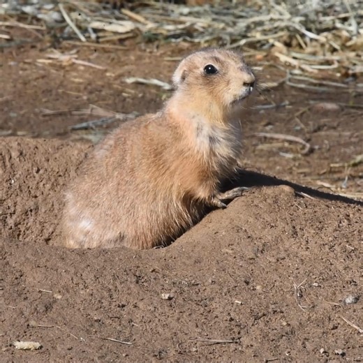 Yip, yip, yip! Prairie dogs have a lot to say! Research has even found that they use different calls to warn others about specific types of threats. What do you think this guy is yipping about? | The Maryland Zoo in Baltimore