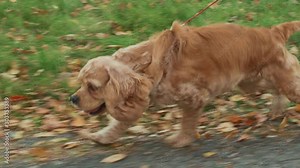 Happy cocker spaniel running on falling foliage in autumn park. Cute dog running on lawn at walk together female owner in autumn park Stock Video