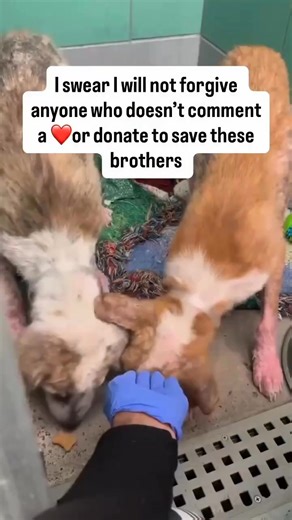 Milo and Gray were found alone on the river banks — weak, scared, and in need of urgent help. 💔🐾 No food, no shelter, just two innocent souls trying to survive. We couldn’t turn away. They are now safe with us, but both need medical treatment and proper care to recover. Kind hearts, we are calling on you once again. 🙏 Any support — whether it’s a donation, a share, or a prayer — helps us give Milo and Gray the second chance they deserve. Together, we can help them heal and feel love again. 💚
