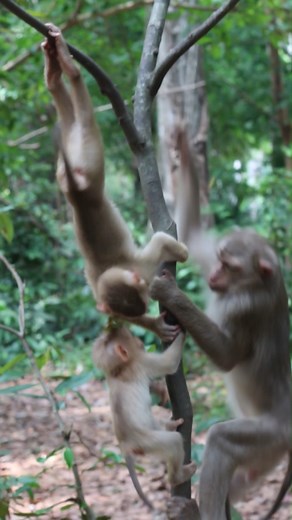 Tiny monkeys climb up and down branches of a tree #macaca #macaquemonkey #monkeyingaround #monkeydluffy #monkeybusiness #monkeyseemonkeydo #monkeyface #monkeybaby #babymonkey #monkeyphoto #monkeymemes #macaque #monkey #monkeys #monkeylove #monkeysofinstagram #MonkeyLife | Baby monkey