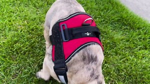 Laughing Lizards Service Dog Vest Patches (2-Pack) - Highly Reflective Harness Embroidered Patches With Hook and Loop Backing in 3 Sizes (Large 6" x 2")
