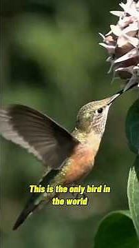 Hummingbird: The Only Bird That Can Fly Backward!