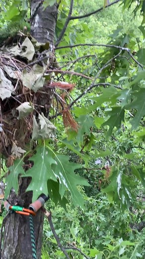 8.6K views · 264 reactions | Challenging renest project of a Red Shouldered Hawk in Worthington, Ohio. The nest was too small for the 3rd eyas so they will be taken to the Ohio Wildlife Center until they are ready to fledge. Honored to be of service to this native wildlife. #redshoulderedhawk #eyas #eyass #nestling #raptor #wildlife #ohio #hawk | Duane Hook | Facebook
