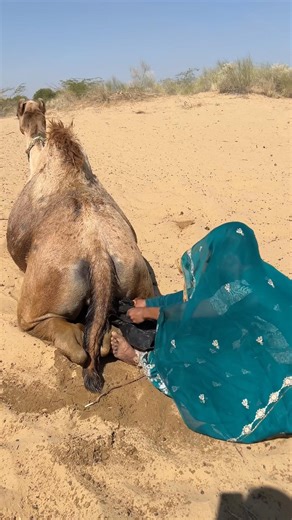 شجاعة نبتت في الرمال 🌾 | ابنة الصحراء تساعد الناقة