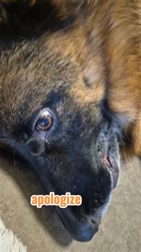 apologize German Shepherd GSD... 🤔🥹🐶 #shorts #ytshorts #viral #viralshorts