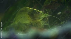 Macro shot of Freshwater Amano shrimp eating. Caridina multidentata.