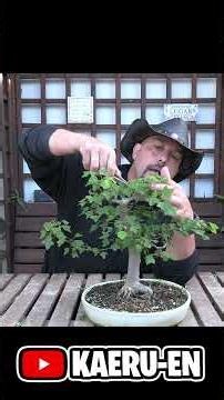 Dead junipers inside