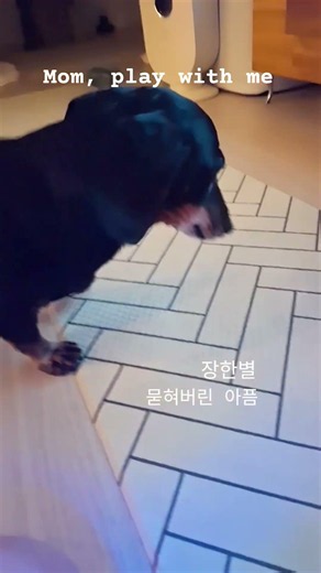 #묻어버린아픔 #장한별 Mom, play with me ! #어르미 #cutedog