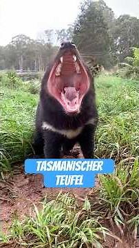 Tasmanischer Teufel – der lauteste Killer Australiens
