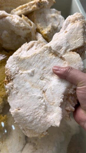 Wild Stone Taisui (Meat Ganoderma) from Changbai Mountain, Authentic Natural Cave-Grown Product, Verifiable by Fire & Boiling Test, Genuine Product with Free Shipping In-stock Stone Taisui (Meat Ganoderma), directly sourced from the karst caves of Changbai Mountain. 100% genuine and alive, with intact and undamaged quality. Core advantages: ① Naturally pollution-free with abundant active ingredients, suitable for soaking in water, stewing in soup and brewing tea; ② Strong vitality with prominent