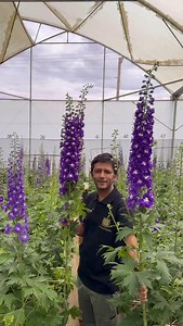 19K views · 6.1K reactions | Super long Delphinium Aurora Blue! At Fontana Flowers they have stunning range of long Delphinium varieties, all year round! Good to know for all your wedding designs in 2025! Fontana produces around the equator, so much energy from the sun, only in highest quality!#delpinium #delphiniumelatum #summerflowers #weddingtime #wedding #weddings Thursd. | Peter van Delft | Facebook