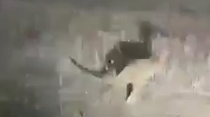 Disturbing moment man mows down and kills a helpless kangaroo using a tractor