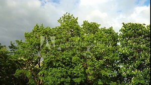 Beautiful, big tree foliage in a panoramic landscape on a sunny day with a cloudy sky in early summer. The flowering tall chestnut tree stands between high maple trees and a spruce.